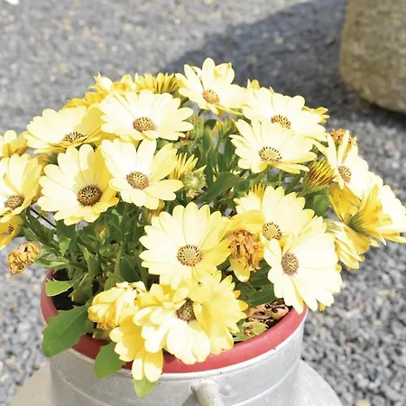 Dom wakacyjny In With Kitchen *