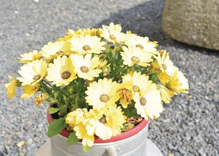 Dom wakacyjny In With Kitchen *